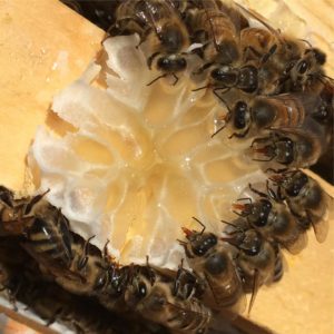 Introducing The Accidental Beekeeper Oh Honey